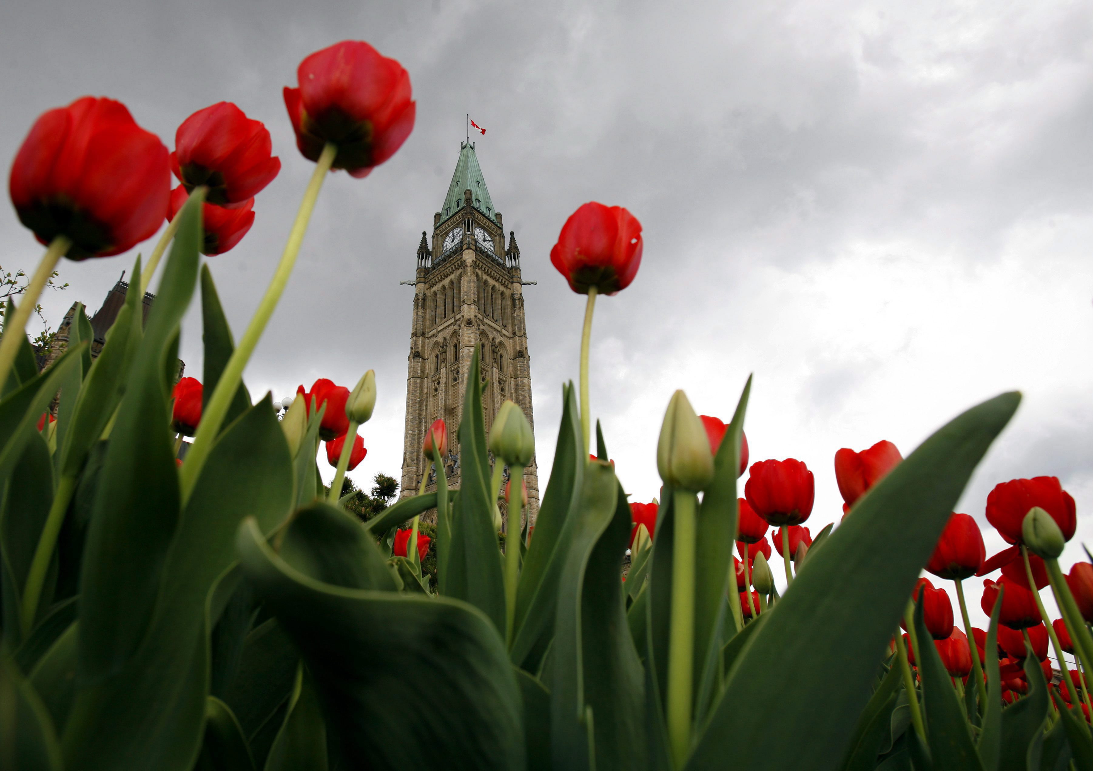 Tulip Festival ready to bloom in Ottawa