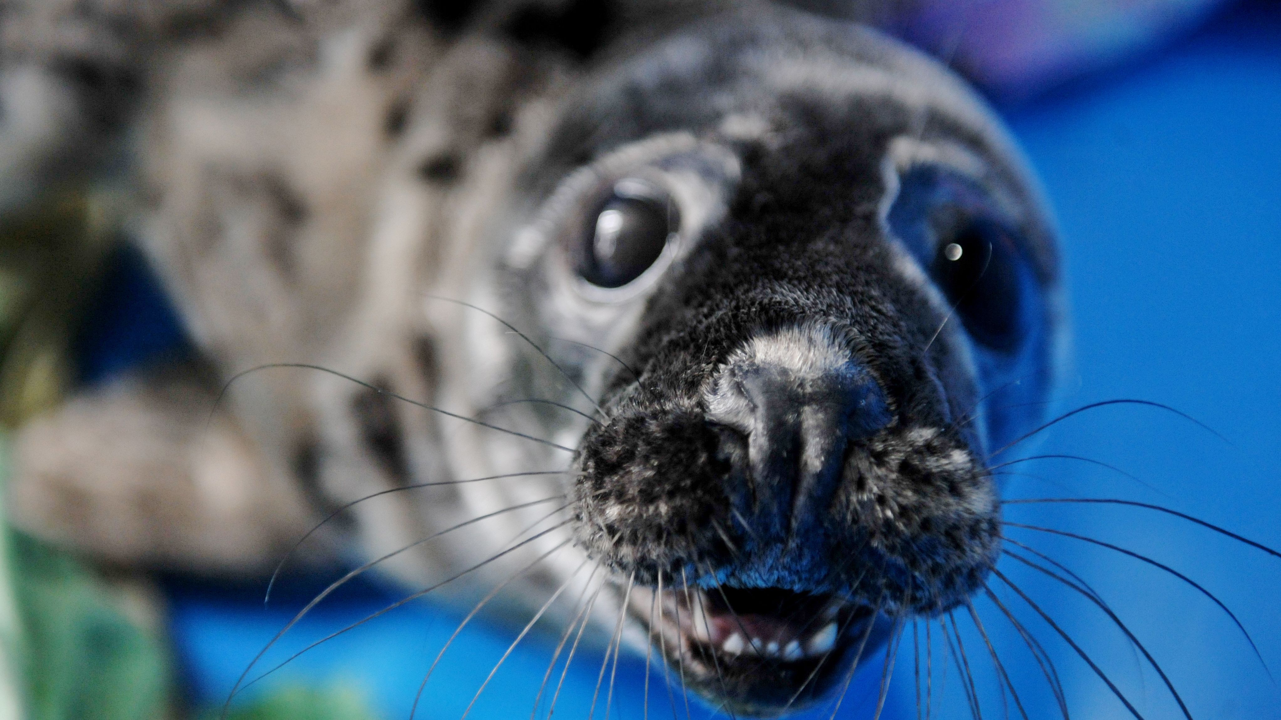 Can a highpitched noise scare seals away from Baltic fisheries? Eye