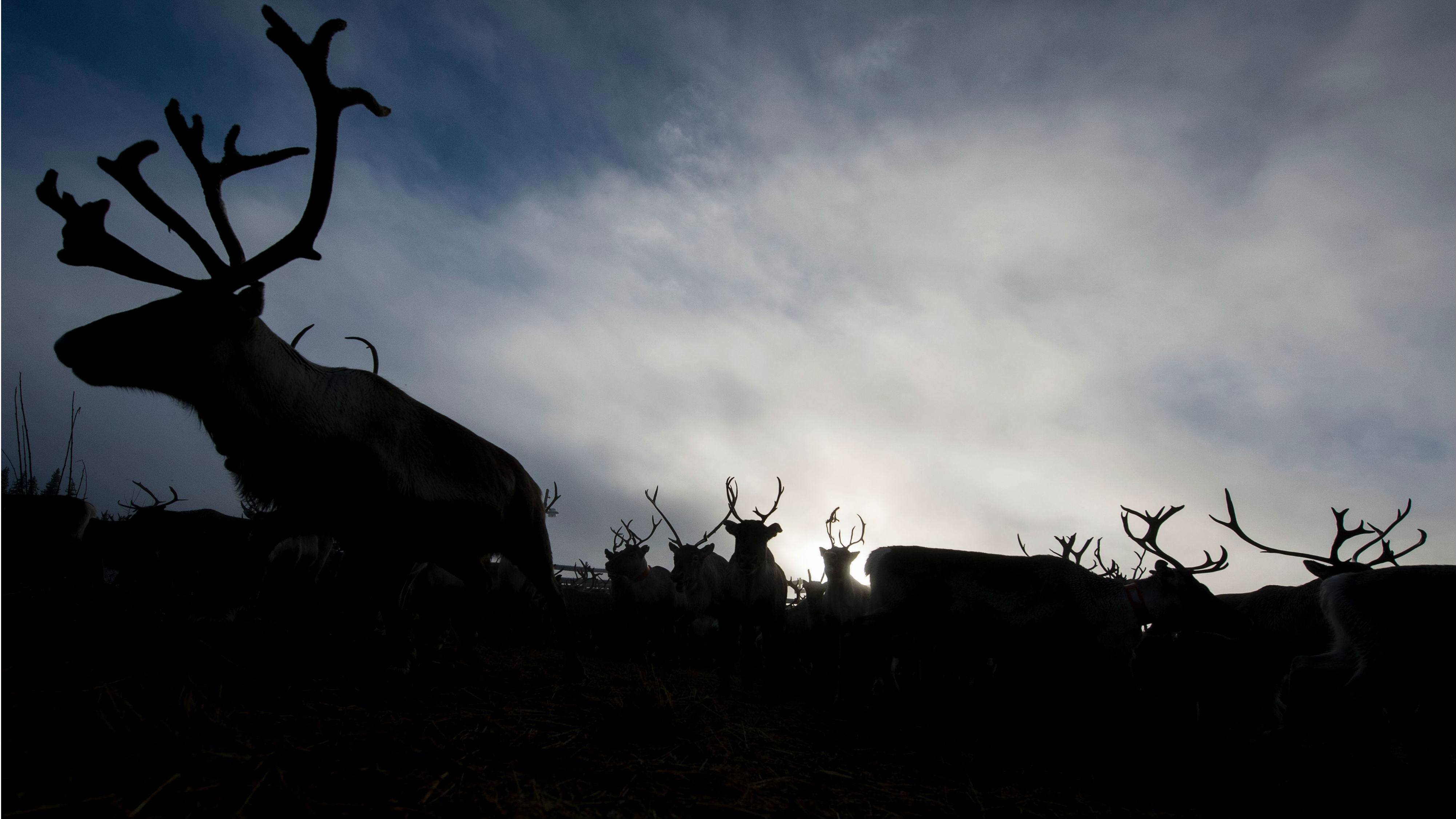 Herders in the Arctic Herders in the Arctic