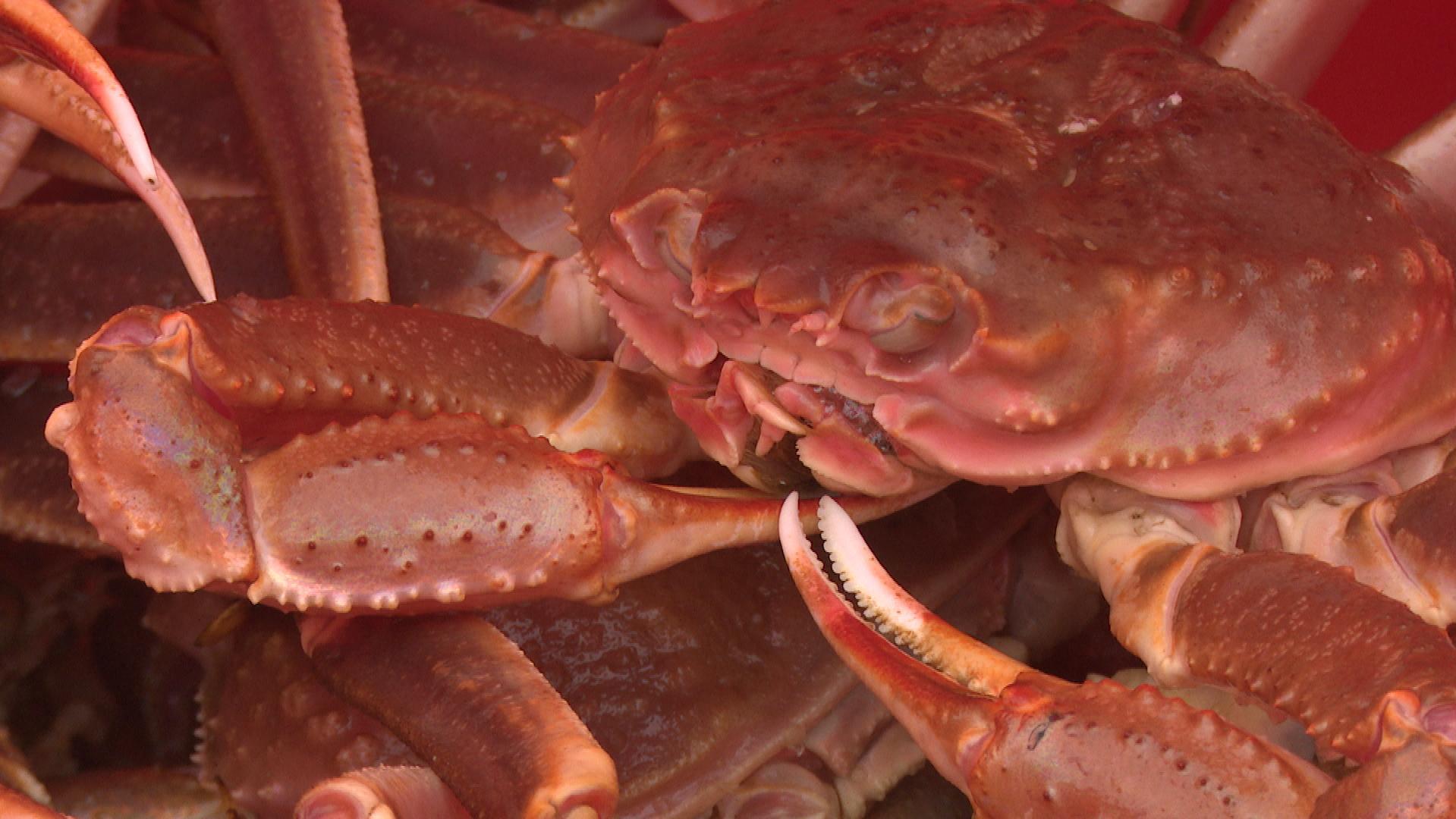 Snow crabs invading Russia’s Arctic nuclear waste dump – Eye on the Arctic