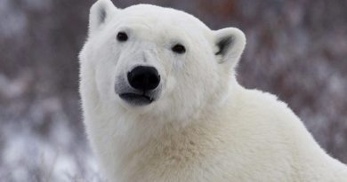 Protéger les zones de chasse des grands prédateurs de l’Arctique Protéger les zones de chasse des grands prédateurs de l’Arctique