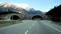 Trans-Canada-wildlife_overpass-resized