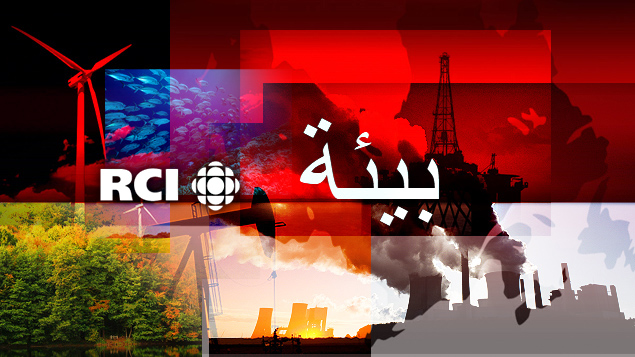 الرئيسية
