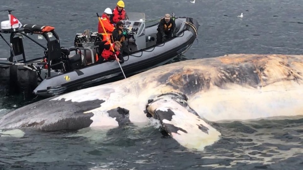انتشال جثّة واحد من بين 10 حيتان نفقت هذا الصيف في خليج السان لوران/Marine Animal Response Society