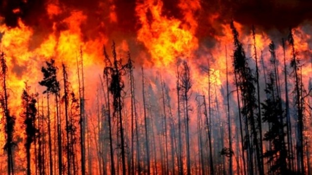 بريتيش كولومبيا بحث في مرحلة ما بعد حرائق الغابات