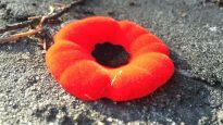 151111_2d23j_coquelicot-jour-souvenir_sn635
