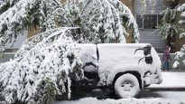 A truck lies under a fallen tree during a summer snow storm in Calgary.