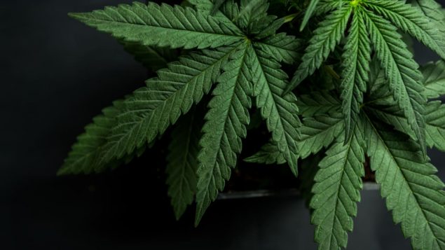 قانون تشريع القنب في كندا صدر في أوكتوبر 2018 حقوق الصورة: IStock/Yarygin