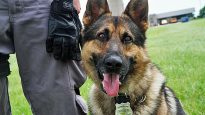 chien-police-escouade-canine