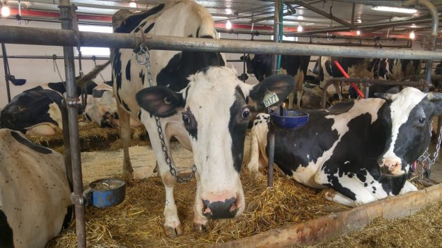 تضم مقاطعة كيبيك 5500 مزرعة ويمثل انتاجها 50% من إجمالي انتاج الحليب في كنداز ويوظف قطاع الحليب في مقاطعة مانيتوبا 200.000 عامل – Rosalie Dumais-Beaulieu/Radio Canada