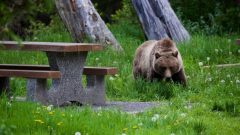 يمكن لدب الغريزلي، الذي يعيش في سلاسل جبال غرب كندا، أن يركض بسرعة 60 كم / ساعة - Alex Taylor/Parks Canada