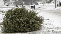 شجرة عيد الميلاد في انتظار استرجاعها بعد الأعياد - iStock