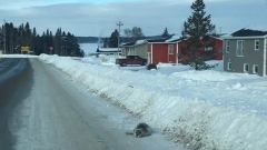 فقمات تتنقل في الشارع في بلدة روديكتون في مقاطعة نيوفاندلاند ولابرادور - Brendon FitzPatrick/Twitter