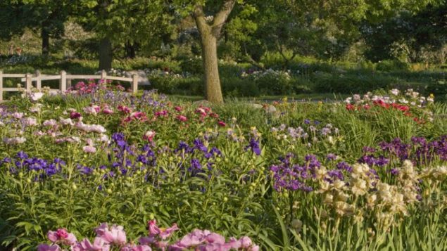 الحديقة النباتيّة في مونتريال، أكبر مدينة فرنكفونيّة في القارّة الأميركيّة/Jardin botanique de Montréal