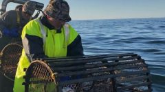 يعمل نحو من 1.100 صياد في موسم الصيد الربيعي - Kayla Hounsell / CBC