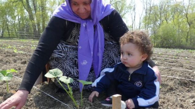 لاجئة من أبناء الطائفة اليزيديّة تستفيد من المبادرة الزراعيّة في وينيبيغ/Angela Johnston/CBC/هيئة الاذاعة الكنديّة