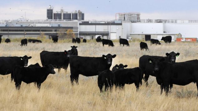 صناعة لحوم البقر تتلقّى المزيد من الانتقاد من دعاة البيئة/ Larry Macdougal/PC