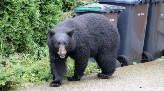 تدخل الدببة في سبات شتوي بشكل عام من نوفمبر تشرين الثاني إلى أبريل نيسان - Radio Canada / Curt Petrovich
