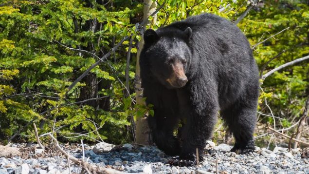 سيبقى المتنزه مغلقا إلى حين يقرّر محافظو البيئة والحياة الحيوانية أن خطر الدب الأسود قد ولّى - iStock
