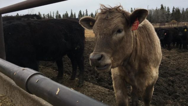 وفقا لمنتجي لحم البقر، سيكون هناك ما يكفي من الغذاء لقطعانهم في العام 2020 - Radio Canada Tiphanie Roquette /