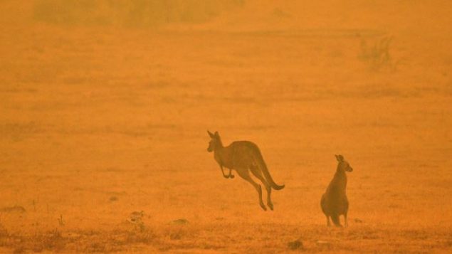 قضت الحرائق على نحو من نصف مليار حيوان في أستراليا - Getty Images / Saeed Khan