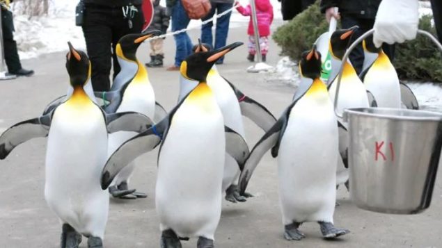 مسيرة البطريق الملكي تسمح لهذا الطائر بالمشي في الحديقة لمدّة 15 دقيقة - Photo : Calgary Zoo