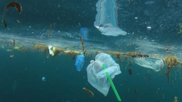 تنتهي كميّا هائلة من نفايات البلاستيك في قاع المحيطات/Rich Carey/Shutterstock