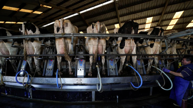 جائحة كوفيد-19 تركت تداعياتها على مزارع الحليب في مقاطعة نيوبرنزويك/Mike Blake/Reuters