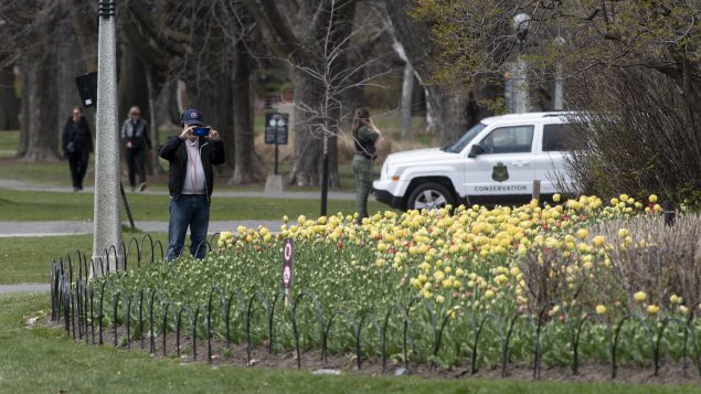 شخص يصوّر زهور التوليب في إحدى ساحات أوتاوا التي اقفلت حدائقها العامّة أمام الجمهور بسبب جائحة كوفيد-19/Adrian Wyld/CP
