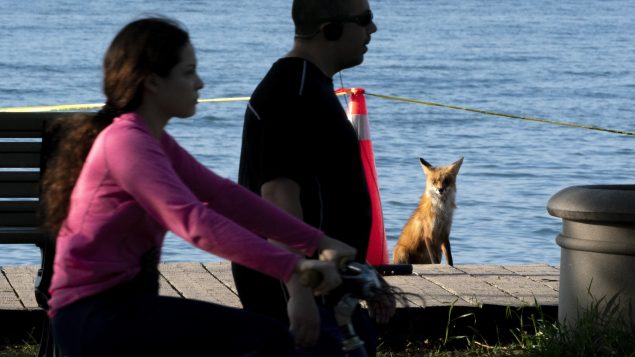  متنزّهون ينظرون إلى ثعلب يتحيّن فرصة الصيد على ضفاف بحيرة أونتاريو في تورونتو /Frank Gunn/CP