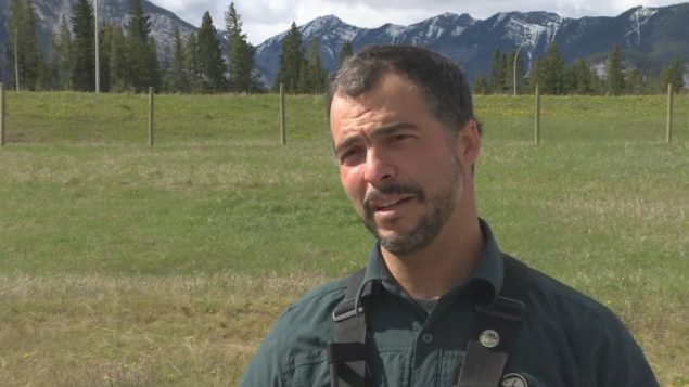 دان رافلا ، أخصائي التعايش البشري والحيواني في منتزهات كندا - CBC / Dave Gilson
