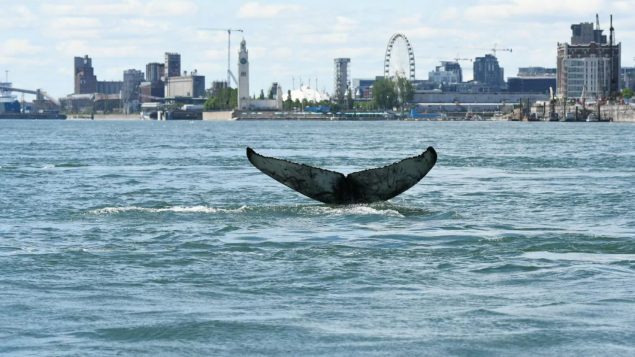 الحوت يسبح بحرية ، وهذا يعني أنه يتحرك حسب حاجته - Radio Canada / Reseau Quebecois d'Urgences Mamminferes Marins