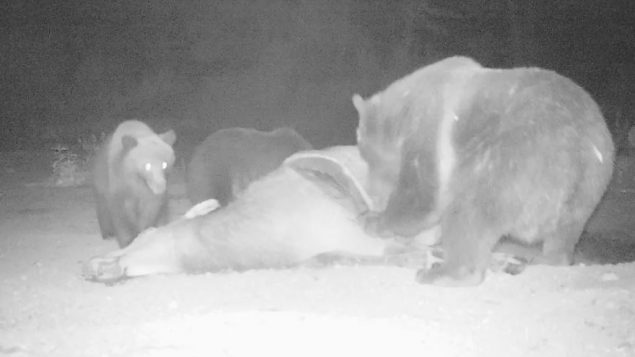 تزيد الدببة في المناطق التي يسيطر عليها البشر من سلوكها الليلي بنسبة تتراوح من 2 إلى 3 ٪ بمجرد أن تصل إلى سن 3 سنوات - Photo : Clayton T Lamb