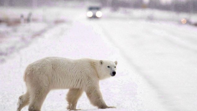 الدبّ القطبي، أكبر أنواع الدّببة، مهدّد بالانقراض (أرشيف) /Jonathan Hayward/CP