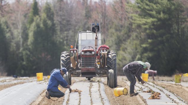 يعوّل القطاع الزراعي في كندا إلى حدّ بعيد على اليد العاملة المؤقّتة الأجنبيّة لسدّ النقص في العمالة/Graham Huges/CP