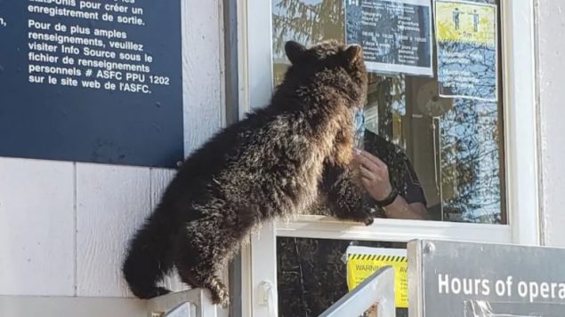 ويبدو أنّ أنثى الدبّ الصغيرة كانت تبحث عن الطعام، وفقًا لأنجيليكا لانغن، المؤسسة المشاركة لملجأ "نورثرن لايتز" ‏ - Canada Border Service Agency