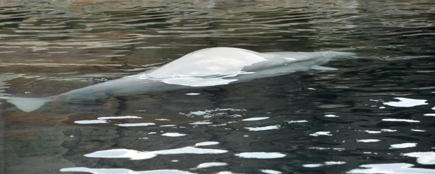 Beluga whale or white whale (Delphinapterus leucas) swimming underwater