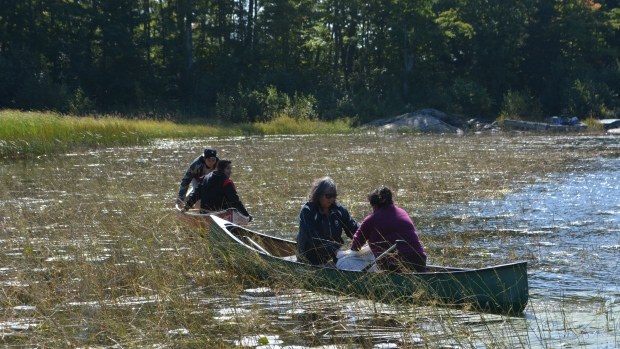 harvest-wild-rice