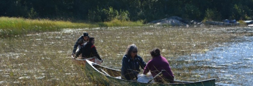 harvest-wild-rice