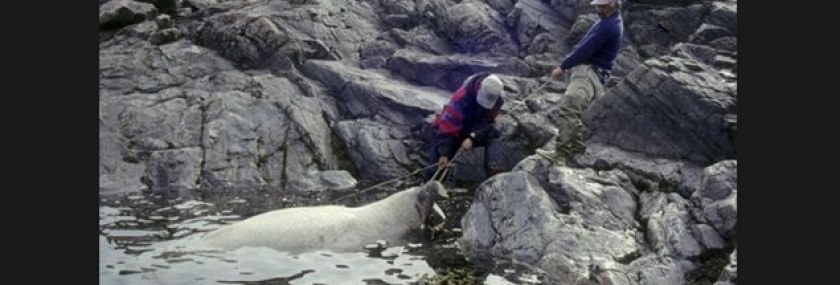 150416_0z0y0_rci-nunavut-walrushunt_sn635