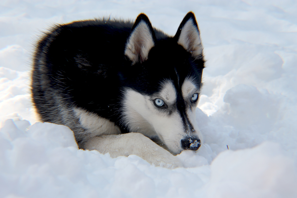 Arctic Huskies DNA related to ancient Siberian wolf Indigenous