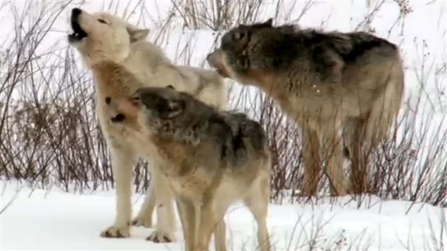 Present day Grey wolves. Many domestic dogs retain some DNA from a variety of regional wolf population from thousands of years ago. High Arctic Huskies retain from 1.5 to 17 percent DNA from and ancient extinct Siberian wolf © Jeff Turner-CBC