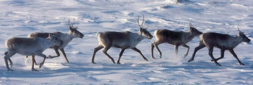 caribou-convention