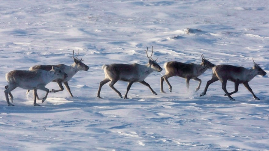 caribou-convention