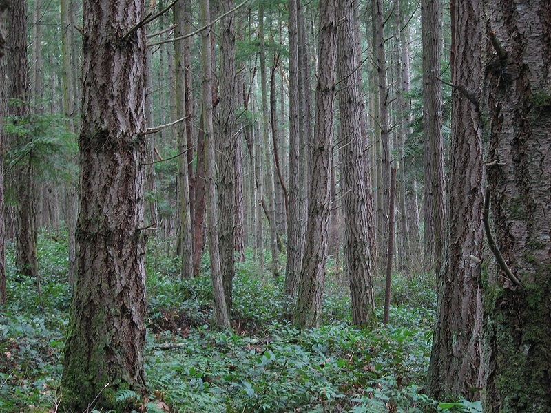 800px-Forest_on_San_Juan_Island