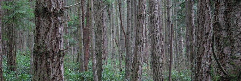 800px-Forest_on_San_Juan_Island