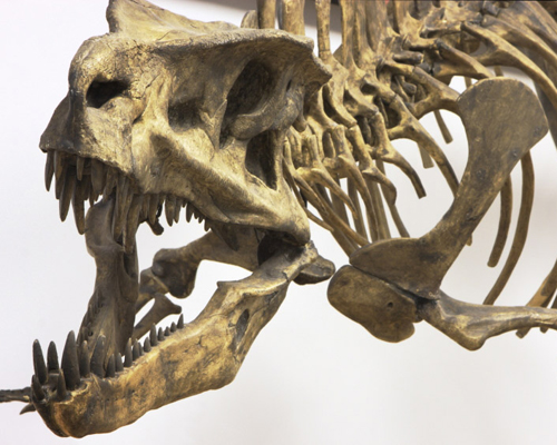 We are rich in dinosaur fossils…