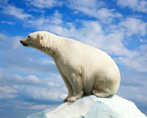 À quelle vitesse l’ours polaire peut-il courir?