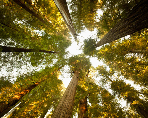 Je suis un arbre pouvant atteindre un diamètre de six mètres et vivre au-delà de mille ans…