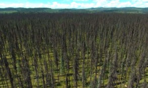 The Beetles are Coming) hundreds of acres of dead pines, after a year or so the dead needles go from orange to grey before falling off. (Photo: 52 Media)